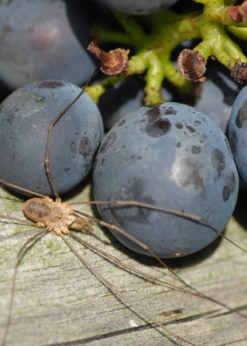 Spaetburgunder ANT 0955